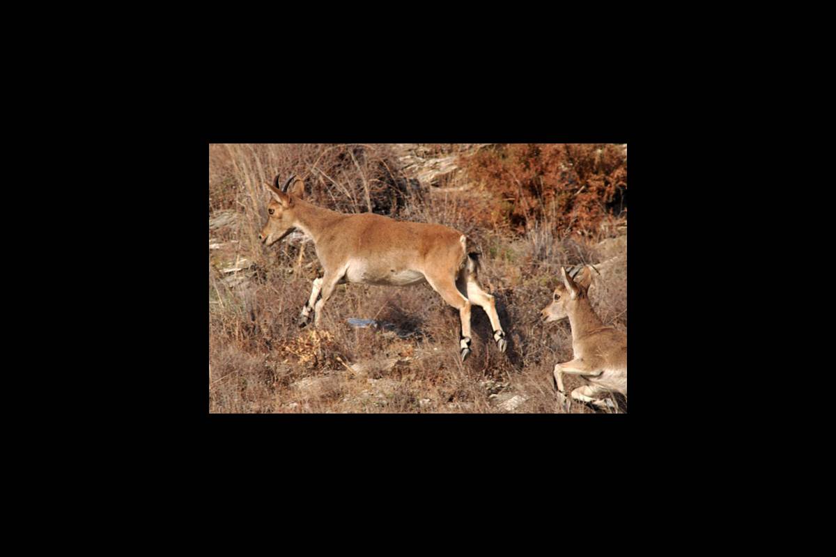 caprapyrenaica-fotogaleria4