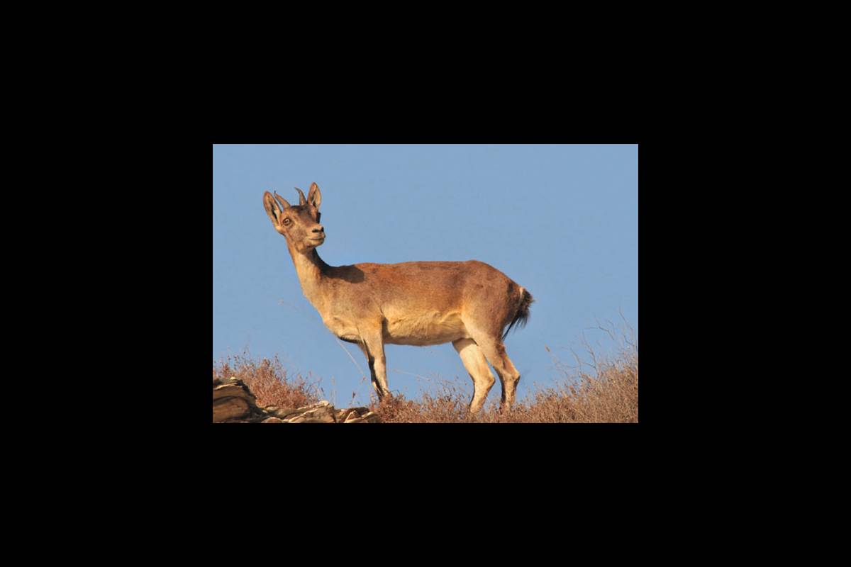 caprapyrenaica-fotogaleria7