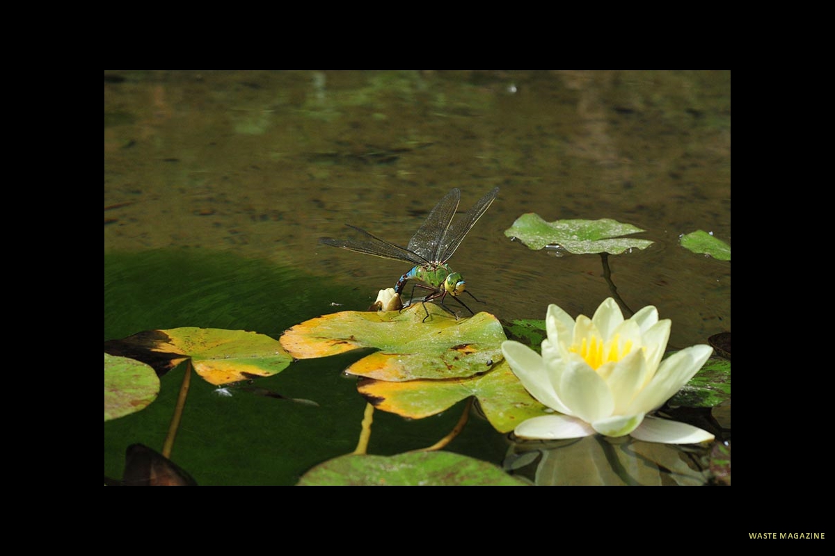 anaximperator17