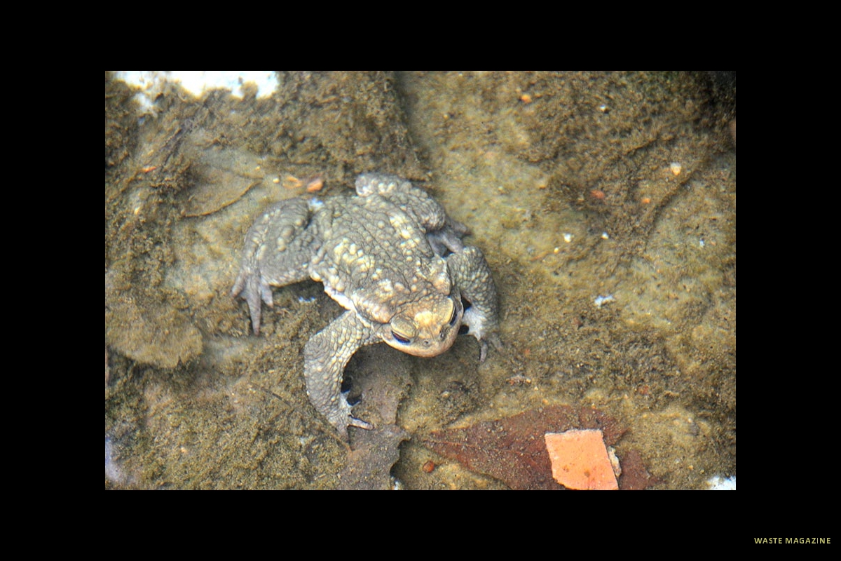 bufospinosus20