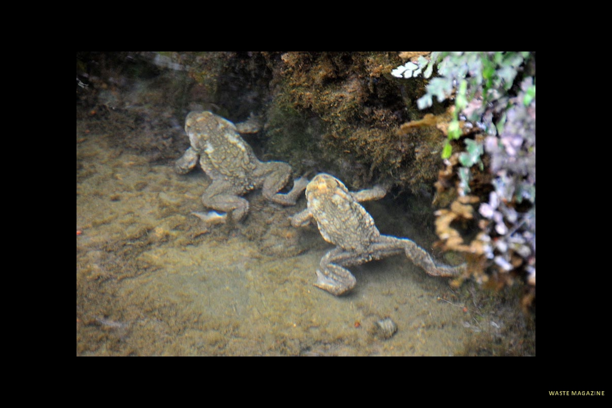 bufospinosus7