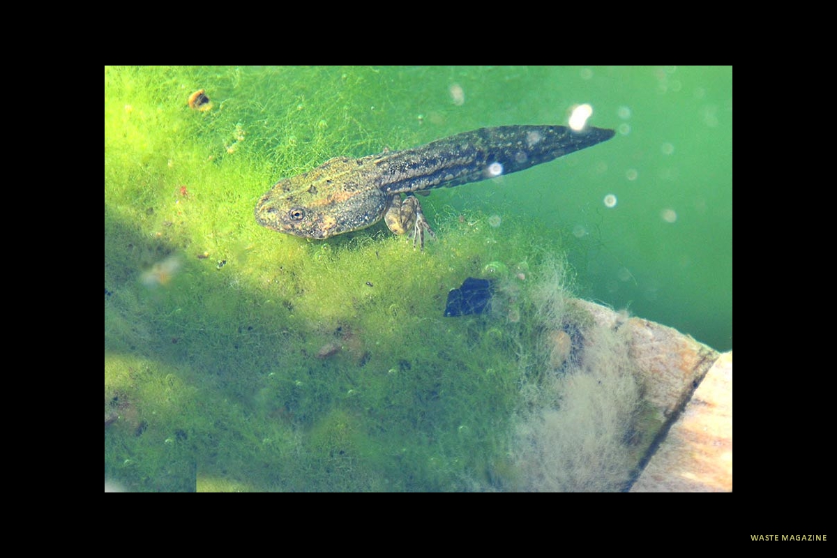 carmen-martires-anfibios-12