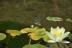 anaximperator17