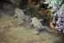 bufospinosus7