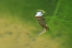 pleurodeleswaltl26