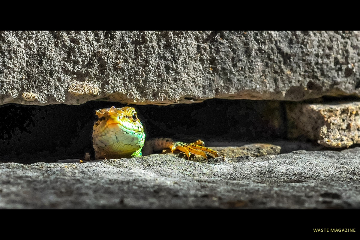 cementerio-fauna-flora-06