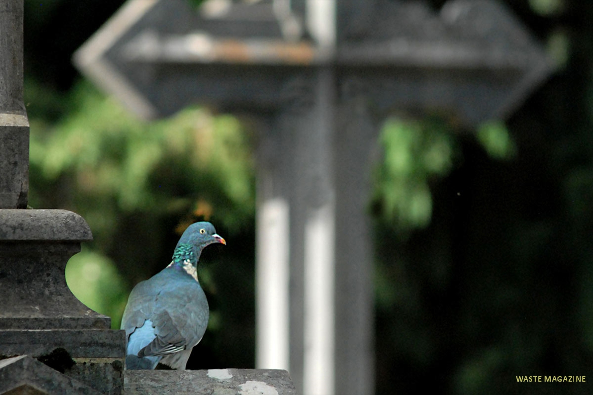 cementerio-fauna-flora-08