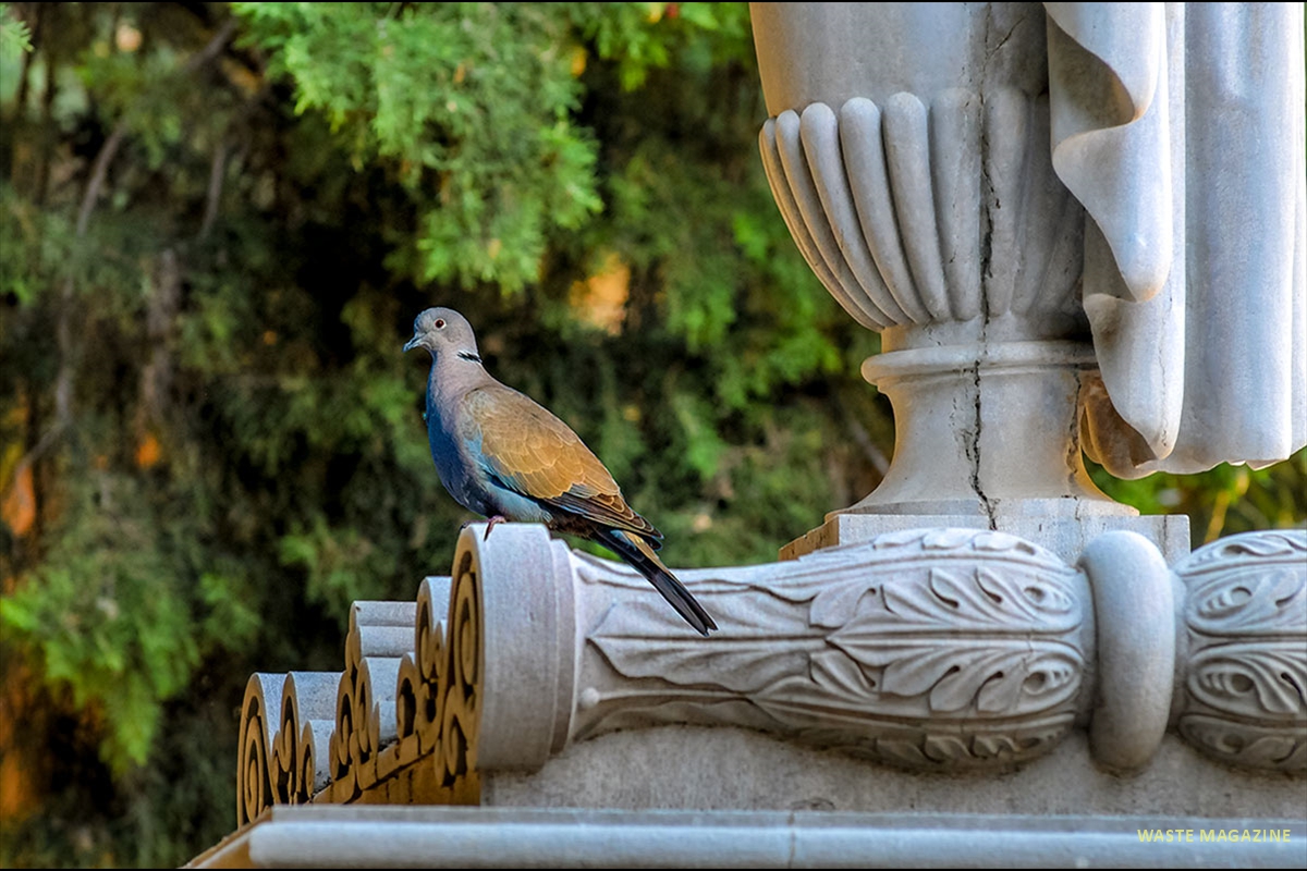 cementerio-fauna-flora-12
