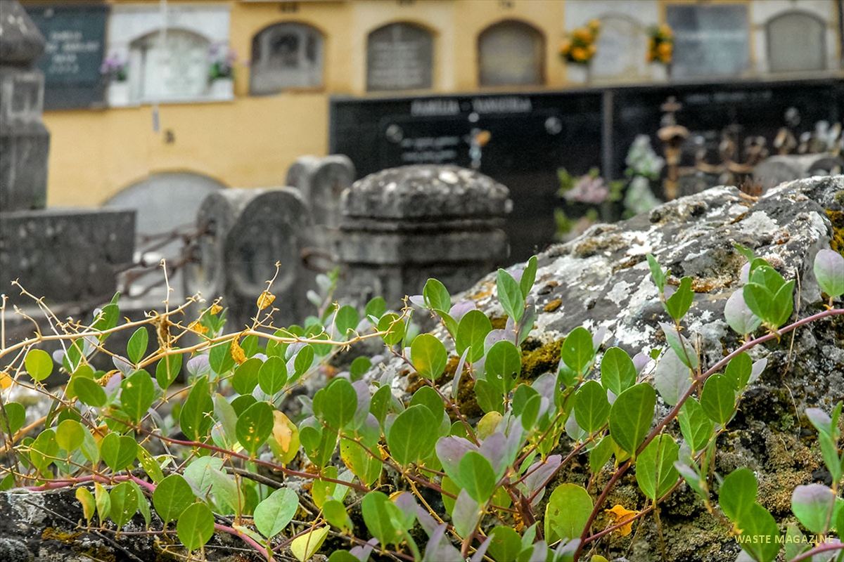 cementerio-fauna-flora-13