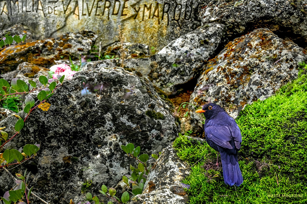 cementerio-fauna-flora-14