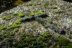 cementerio-fauna-flora-02
