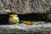 cementerio-fauna-flora-06