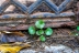 cementerio-fauna-flora-07
