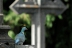cementerio-fauna-flora-08