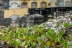 cementerio-fauna-flora-13