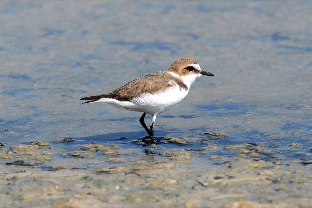 charadrius-alexandrinus-09