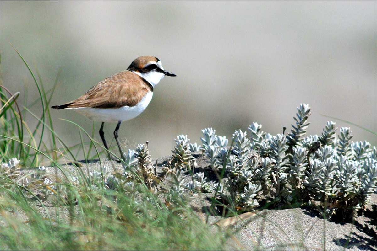 charadrius-alexandrinus-10