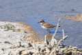 charadrius-alexandrinus-06