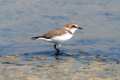 charadrius-alexandrinus-09