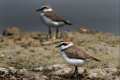 charadrius-alexandrinus-12