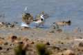 charadrius-alexandrinus-13