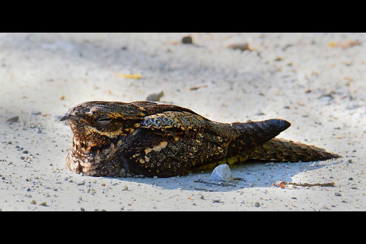 Caprimulgus ruficollis, Chotacabras
