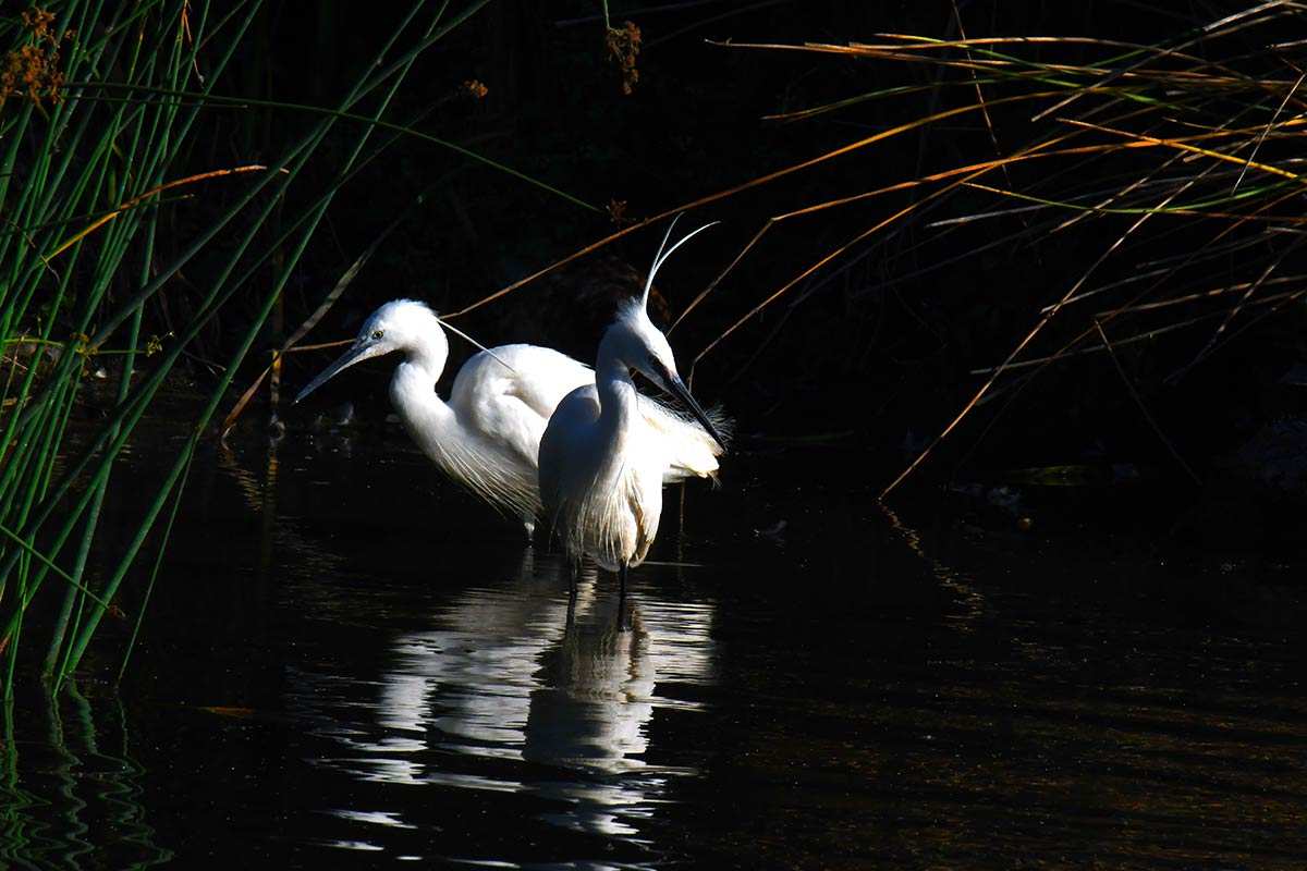 Egretta garcetta