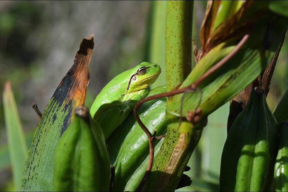 Hyla meridionalis, ranita meridional