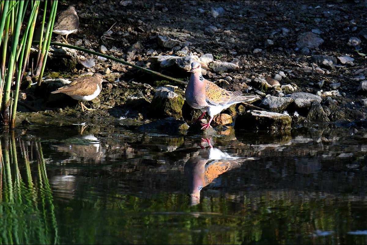 Streptopelia-turtur, Tórtola Europea y Andarríos grande.