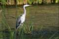 Ardea cinerea, garza real