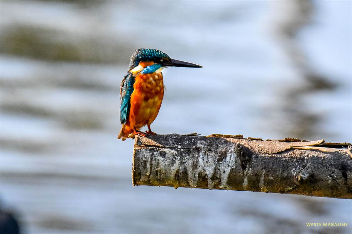 alcedo-athiis53