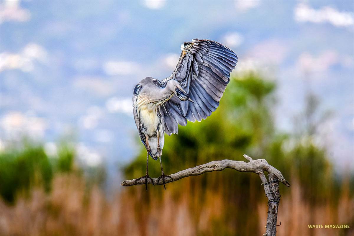 ardea-cinerea-014