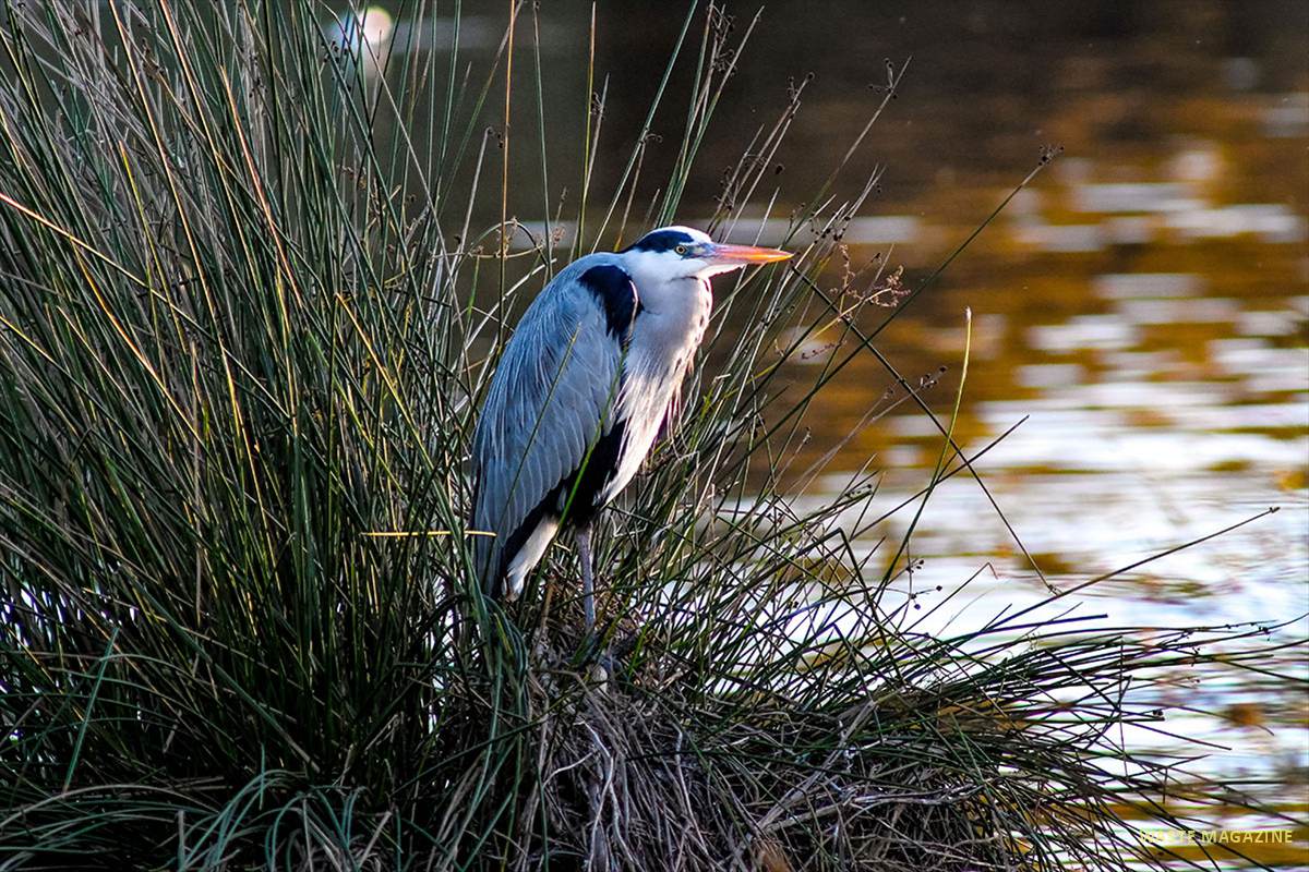 ardea-cinerea24
