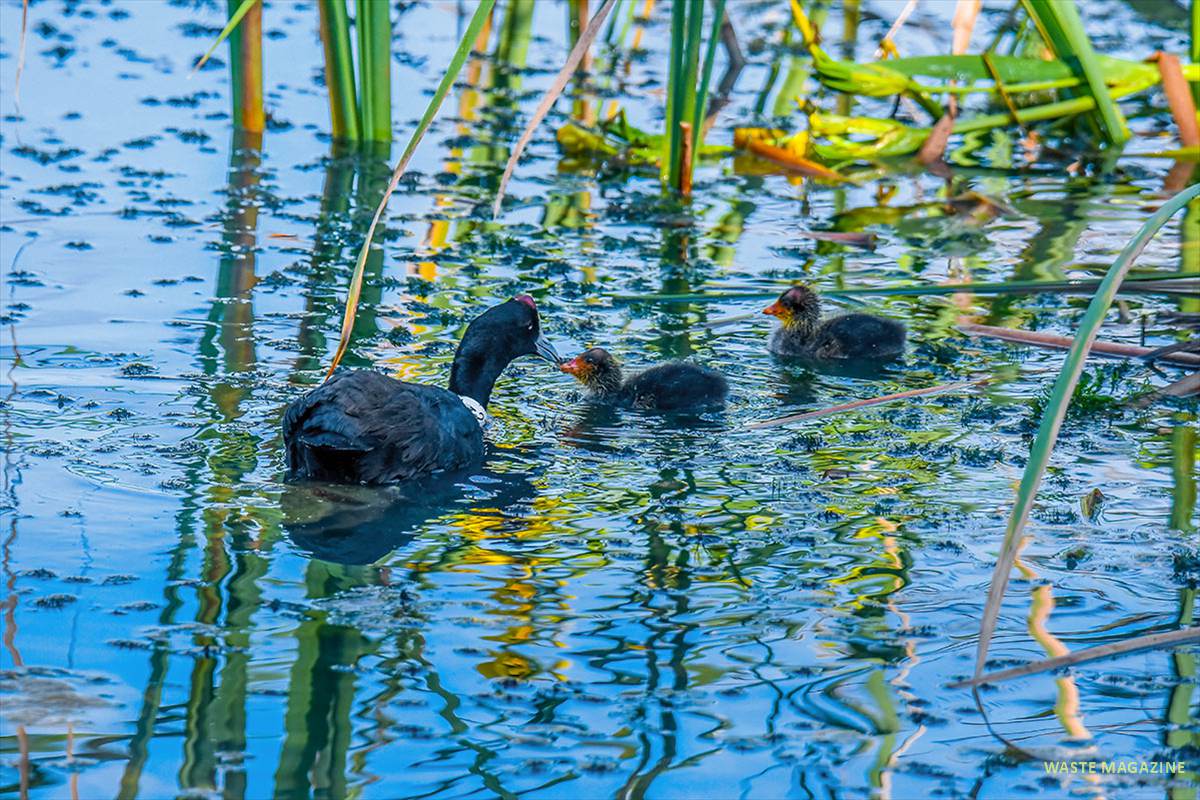 fulica-cristata-crias-41