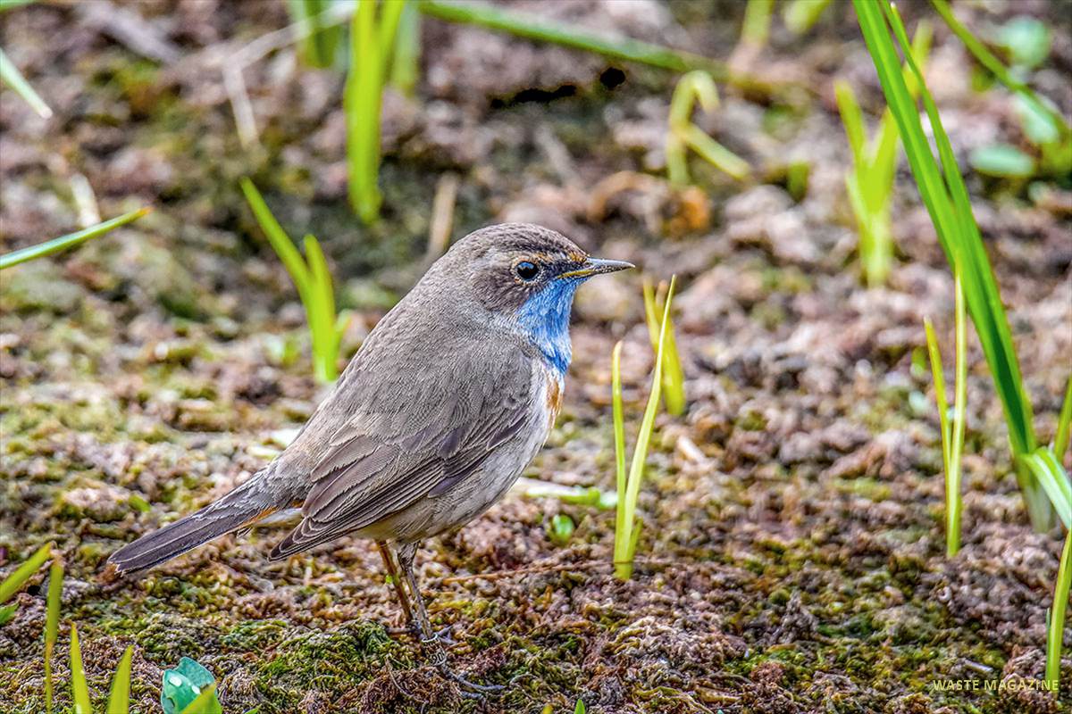 luscinia-svecica-peqhiazul-028