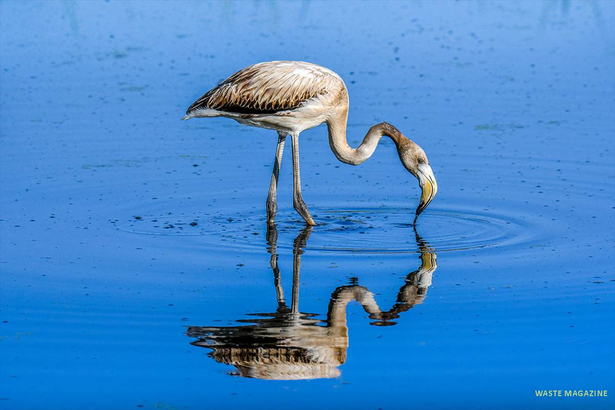 phoenicopterusroseus54