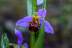 ophrys-apifera26