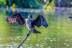 Phalacrocorax-carbo-05