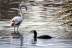 phoenicopterus-roseus-phalacrocorax-carbo-028