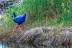 porphyrio-porphyrio-calamon-068