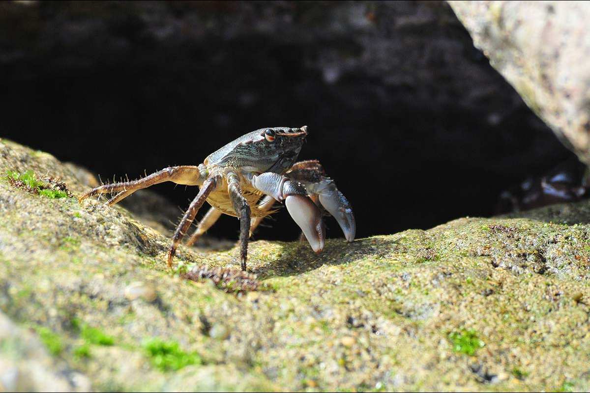 Cangrejo, Pachygrapsus marmoratus