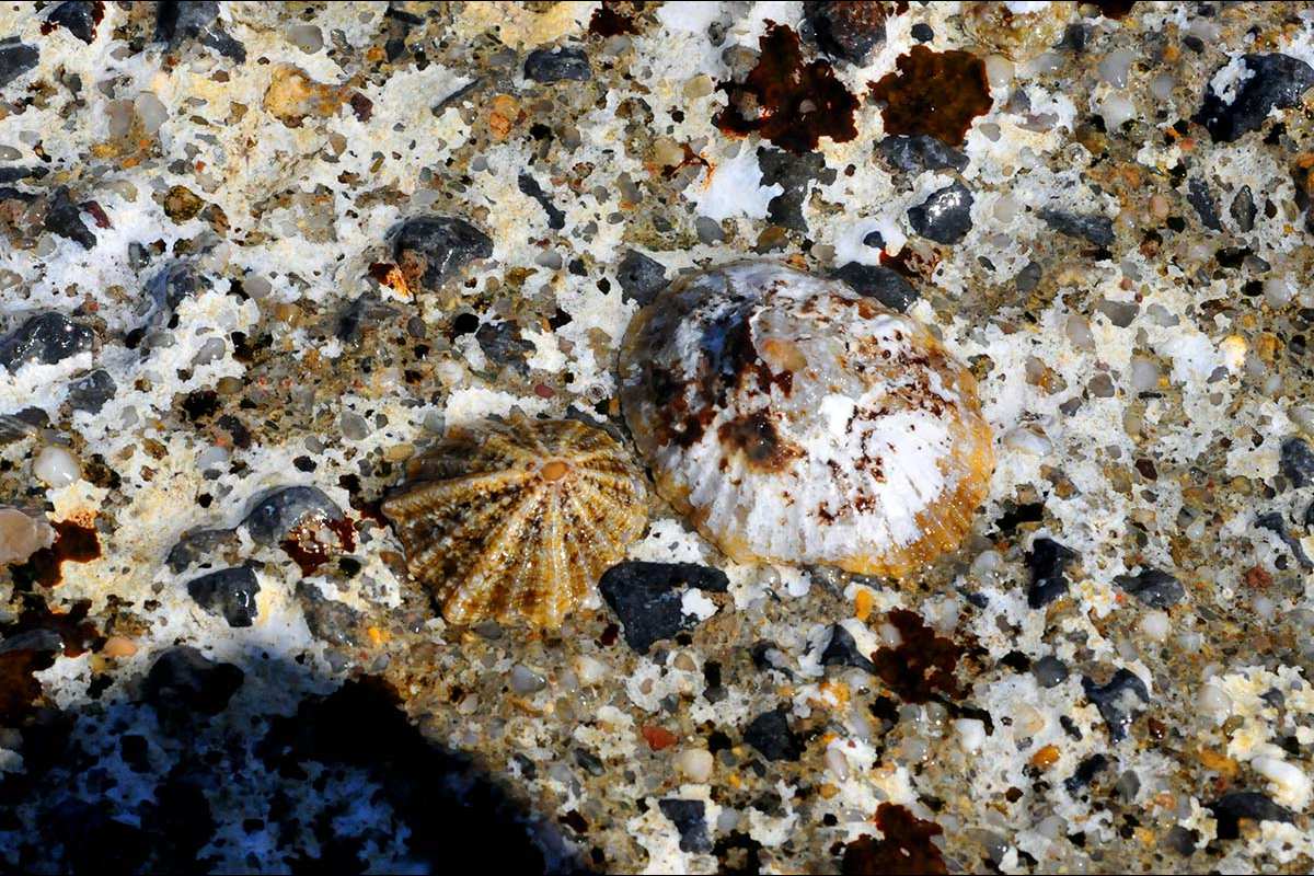 Lapas, Patella caerulea-rustica