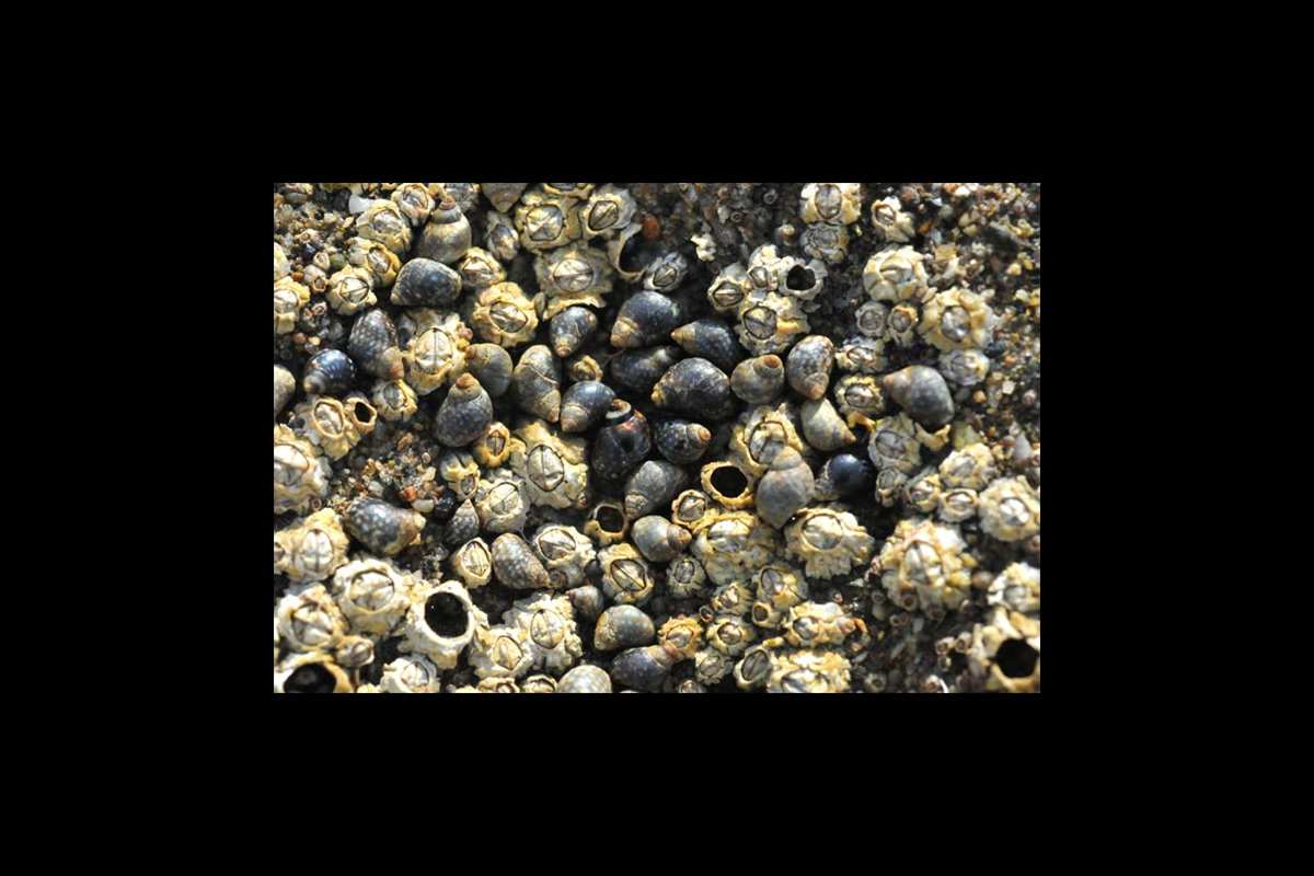 charcasdemarea-galeria6