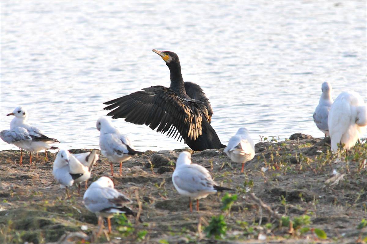 phalacrocoraxcarbo20