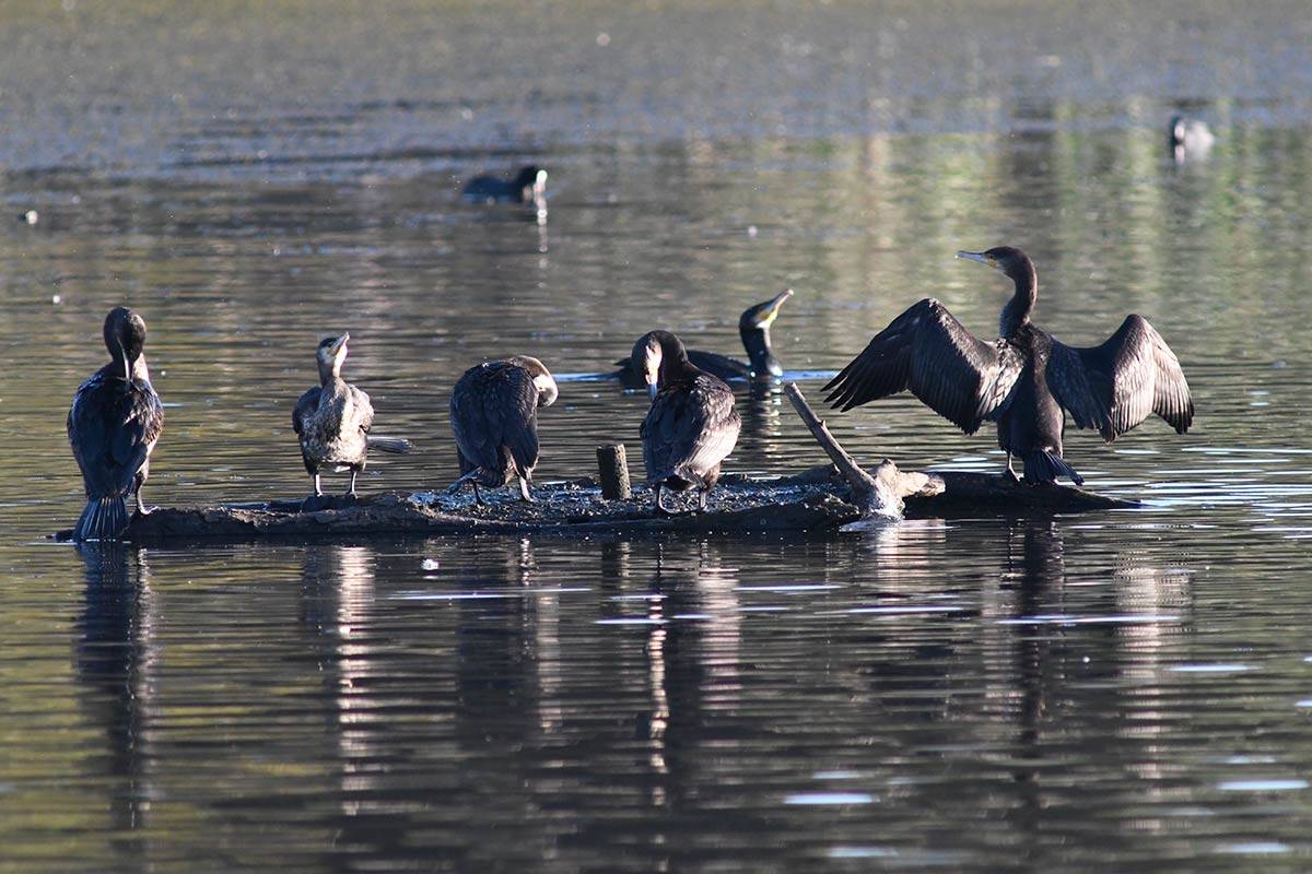 phalacrocoraxcarbo257
