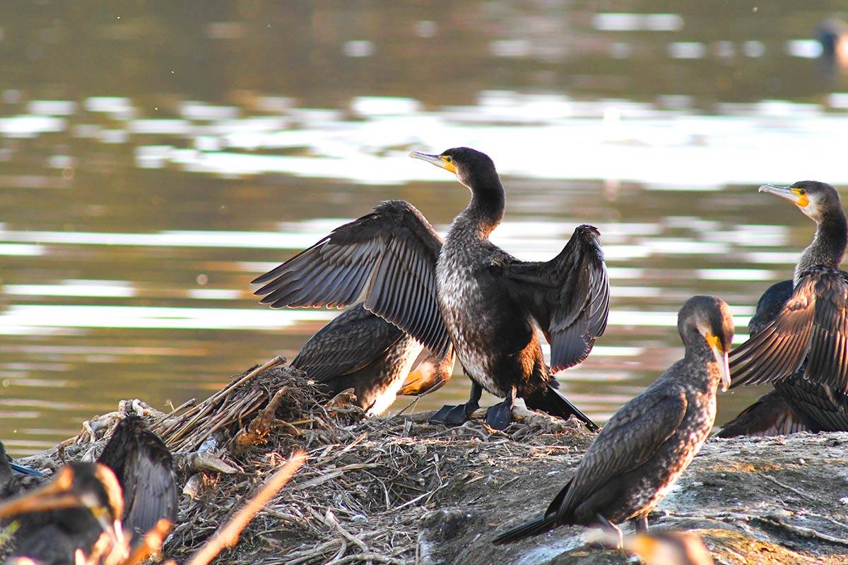 phalacrocoraxcarbo259
