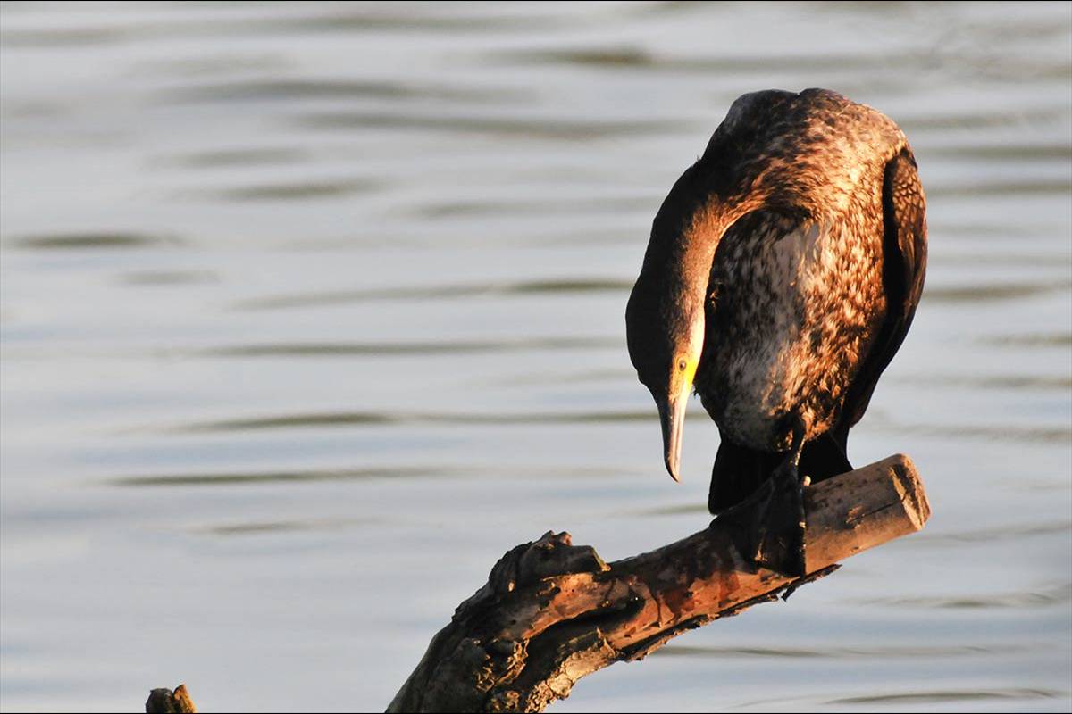 phalacrocoraxcarbo358