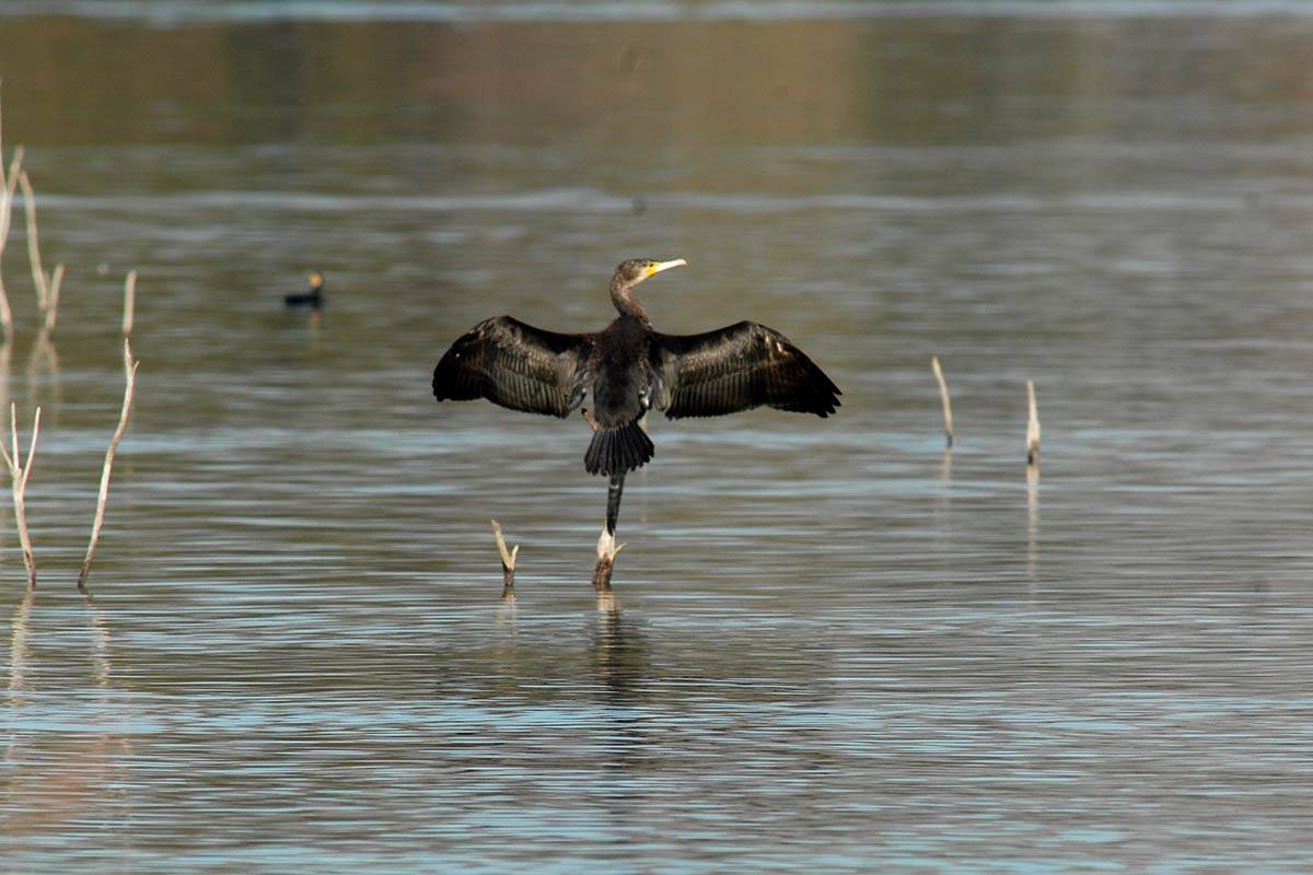 phalacrocoraxcarbo55