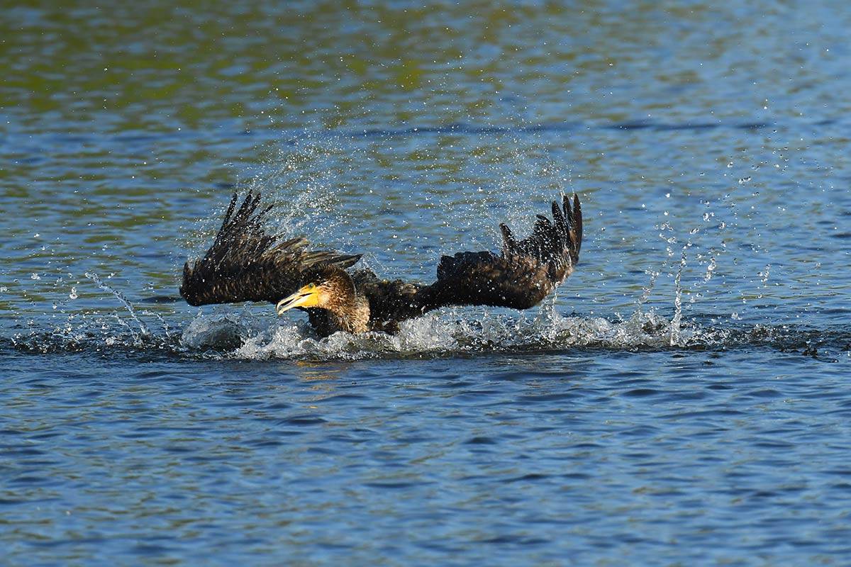 phalacrocorax-carbo-secuencia-06