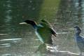 phalacrocoraxcarbo